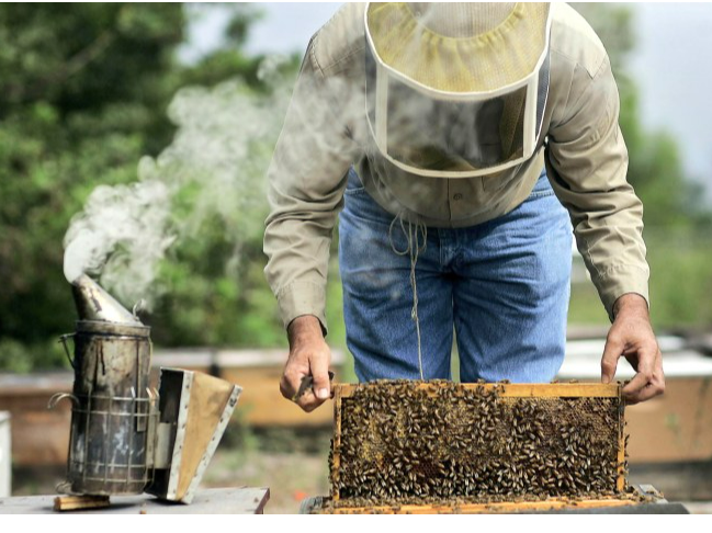 Προστασία μελισσών από  ψεκασμούς:  Η ΔΑΟ ΠΕ Λάρισας της Περιφέρειας Θεσσαλίας  εφιστά την προσοχή  στην τήρηση της νομοθεσίας