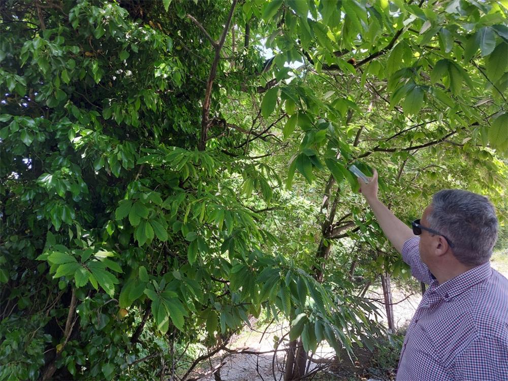 Προστασία της καστανοκαλλιέργειας από την Περιφέρεια Θεσσαλίας