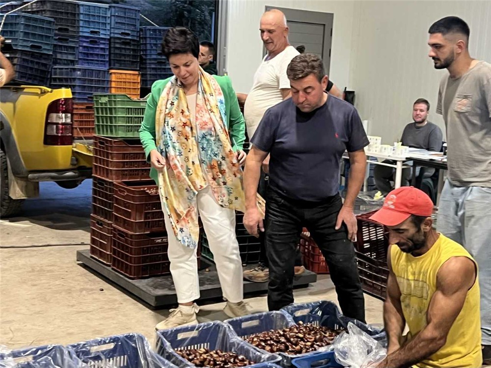 Μαρία Γαλλιού από τη Μελίβοια: Στο επίκεντρο η καστανοπαραγωγή  και η αναγνώριση του κάστανου Μελίβοιας ως ΠΟΠ